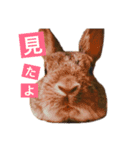 うさぎの福（個別スタンプ：8）