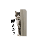 家猫ピートの日常（個別スタンプ：1）