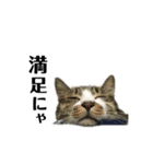 家猫ピートの日常（個別スタンプ：3）