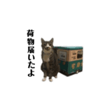 家猫ピートの日常（個別スタンプ：5）