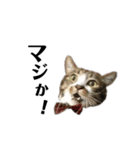 家猫ピートの日常（個別スタンプ：6）