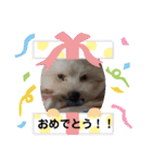 マルプーのとんとん日記。2（個別スタンプ：11）