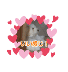 マルプーのとんとん日記。2（個別スタンプ：12）