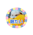マルプーのとんとん日記。2（個別スタンプ：13）