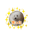 マルプーのとんとん日記。2（個別スタンプ：14）