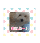 マルプーのとんとん日記。2（個別スタンプ：18）