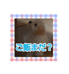 マルプーのとんとん日記。2（個別スタンプ：22）