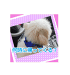 マルプーのとんとん日記。2（個別スタンプ：23）