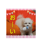 マルプーのとんとん日記。2（個別スタンプ：24）