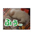 マルプーのとんとん日記。2（個別スタンプ：25）