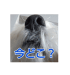 マルプーのとんとん日記。2（個別スタンプ：30）