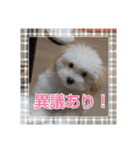 マルプーのとんとん日記。2（個別スタンプ：31）