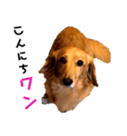 チョコとレートとマル（個別スタンプ：13）