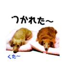チョコとレートとマル（個別スタンプ：19）