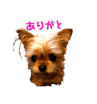 チョコとレートとマル（個別スタンプ：23）