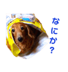 チョコとレートとマル（個別スタンプ：24）