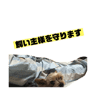 うちの、えいきちくん。第2弾（個別スタンプ：1）