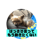 うちの、えいきちくん。第2弾（個別スタンプ：8）