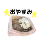 ミカンちゃんの日常会話（個別スタンプ：2）