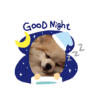 Collon the pom（個別スタンプ：1）