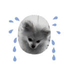 Collon the pom（個別スタンプ：4）