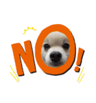 Collon the pom（個別スタンプ：5）