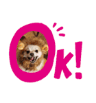 Collon the pom（個別スタンプ：6）