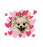 Collon the pom（個別スタンプ：8）