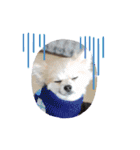 Collon the pom（個別スタンプ：9）
