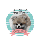 Collon the pom（個別スタンプ：10）