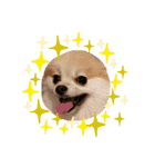 Collon the pom（個別スタンプ：11）