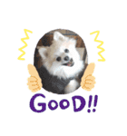 Collon the pom（個別スタンプ：12）