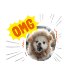 Collon the pom（個別スタンプ：13）