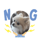 Collon the pom（個別スタンプ：15）
