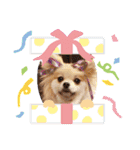 Collon the pom（個別スタンプ：16）