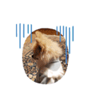 Collon the pom（個別スタンプ：17）