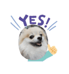Collon the pom（個別スタンプ：18）