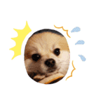 Collon the pom（個別スタンプ：20）
