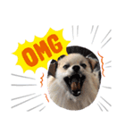 Collon the pom（個別スタンプ：21）