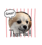 Collon the pom（個別スタンプ：22）