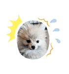 Collon the pom（個別スタンプ：23）