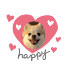 Collon the pom（個別スタンプ：25）