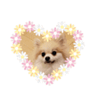Collon the pom（個別スタンプ：26）