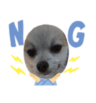 Collon the pom（個別スタンプ：27）