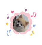 Collon the pom（個別スタンプ：28）