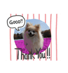 Collon the pom（個別スタンプ：29）