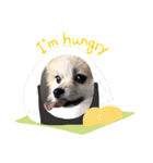 Collon the pom（個別スタンプ：30）