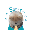 Collon the pom（個別スタンプ：31）