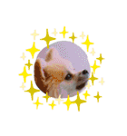Collon the pom（個別スタンプ：32）