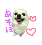 ゆるゆるチワワの兄弟（個別スタンプ：3）